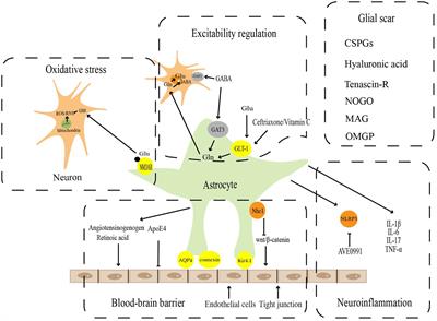 MicroRNA-mediated regulation of reactive astrocytes in central nervous system diseases